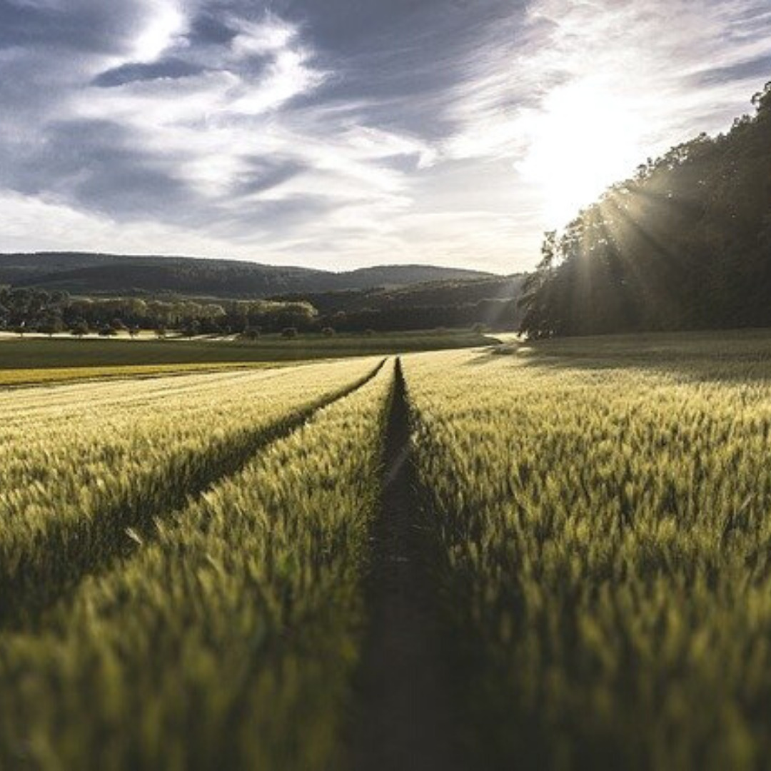 Agricoltura