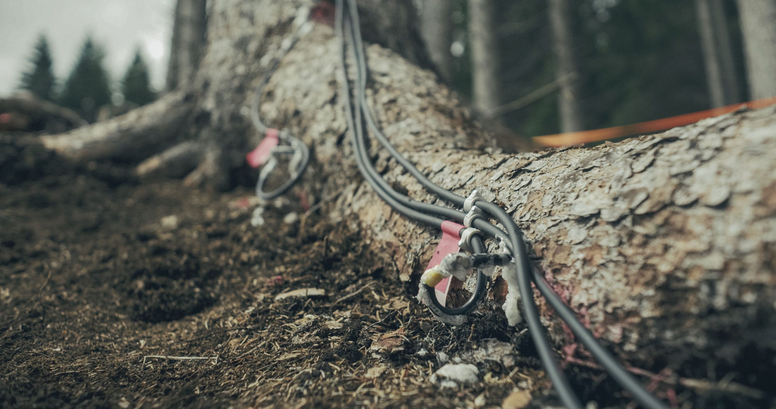 IL CODICE DEL BOSCO1 Ascoltare il Bosco e le Piante, e rispondere
