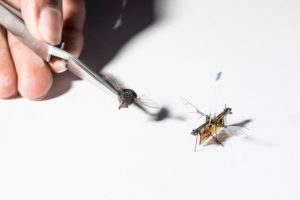 Robofly. L'ape robot per l' impollinazione artificiale
