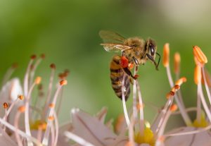Impollinazione naturale o impollinazione artificiale ?