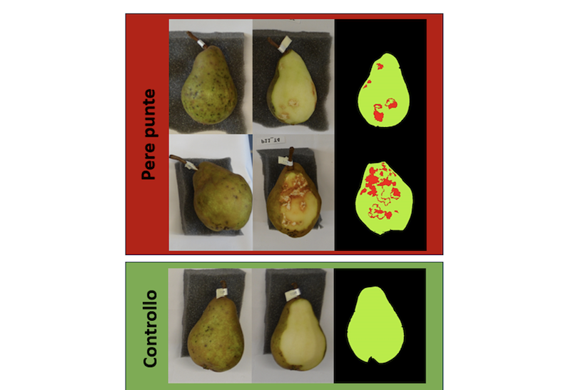 image 14 Cimice asiatica, ecco la soluzione per visualizzare i danni sui frutti