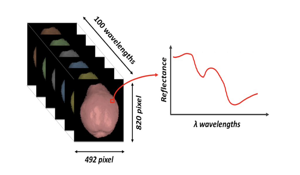 image 15 Cimice asiatica, ecco la soluzione per visualizzare i danni sui frutti