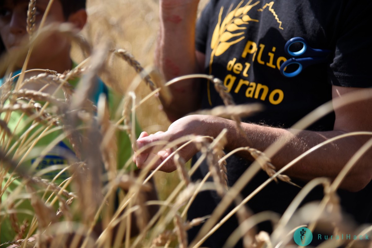 Palio del Grano_Comunità